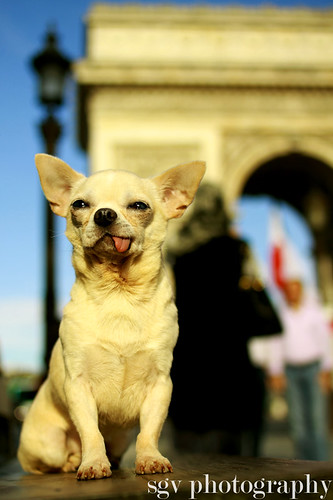 39/52 weeks of dogs strolling in Paris - Tourist shot at the Arc de Triomphe by sgv cats and dogs