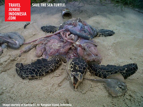 5 Things You Can Do To Save Sea Turtles in Indonesia | The Travel Junkie