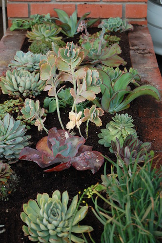 New Succulent entry planting by FarOutFlora