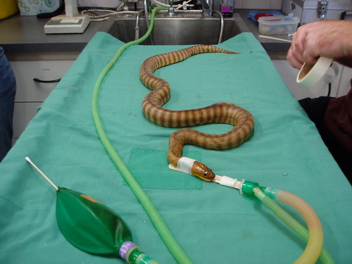 Snake under general anaesthetic