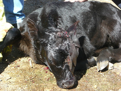 calf post surgery
