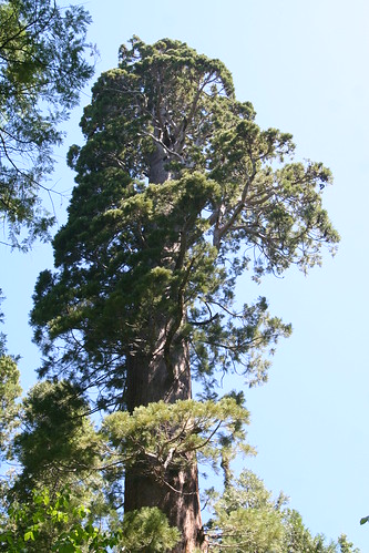 Sequoiadendron gigantum