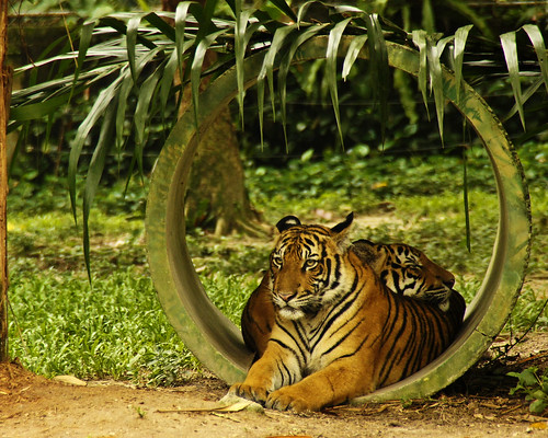Big Cat | Zoo Negara by kamalazlan