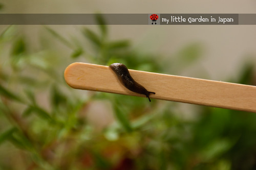 slugs-in-my-garden-2
