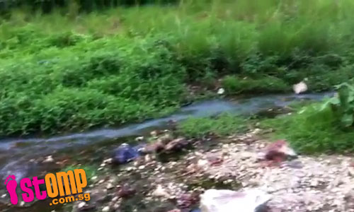 Water pollution? White substance discharged into Upper Thomson stream