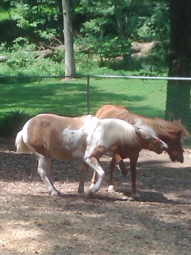 Ponies playing