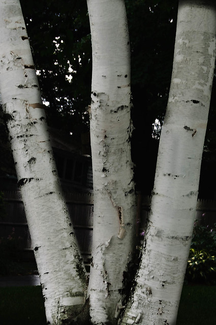 Birch Tree W