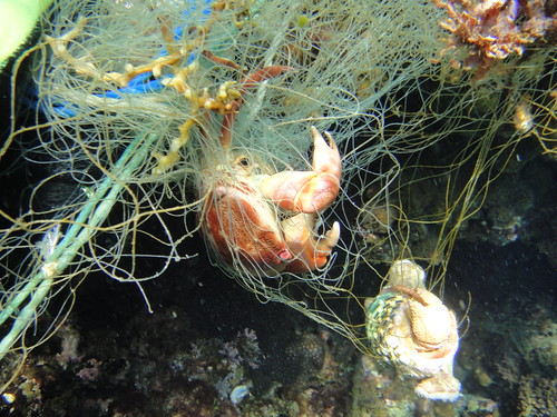 -海下世界的珊瑚狀況尚可，但數量很多的廢棄漁網卻造成宛如海洋墳場般的景象，海下志工除進行調查外，也展開搶救生命的行動