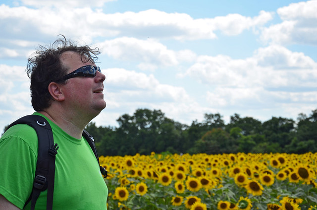 sunflowers at mckee-beshers