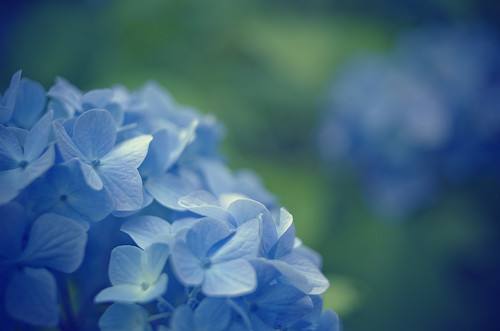 フリー写真素材|花・植物|紫陽花・アジサイ|青色の花|