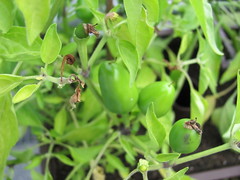 Chili Capela (Capsicum frutescens)