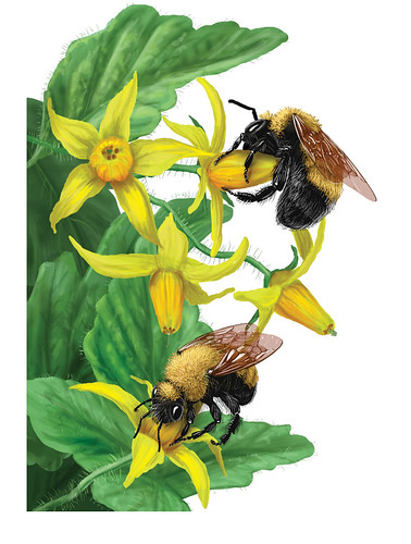 The USDA Forest Service, along with Pollinator Partnership, has produced a booklet called Bee Basics: An Introduction to our Native Bee. From the booklet, two female Morrison's bumble bees (Bombus morrisoni) sonicate the pollen from pored-anthers of a garden tomato. 