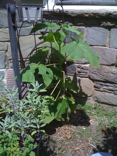 My giant weed