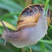Garden Snail Pegwell Bay