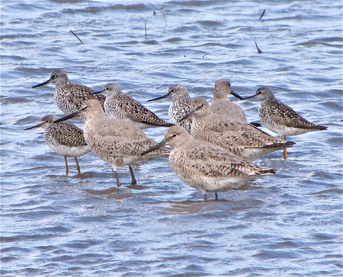Willet with Lesser and Greater Yellowlegs 03