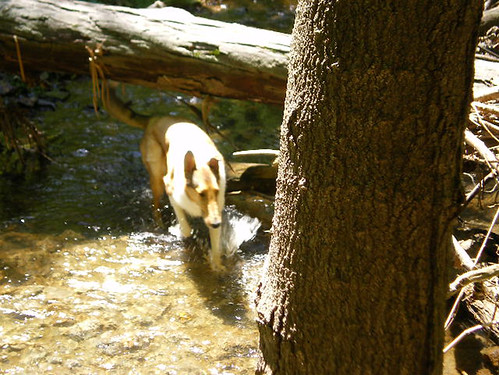 Coll in the stream