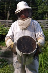 Bucket of bees