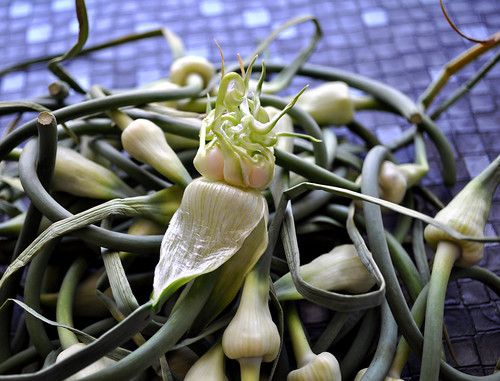 Garlic Scapes Closeup