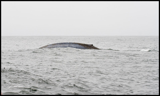 Blue Whale Rusty3 7-8-2011