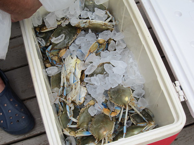 Crabbing et al 034