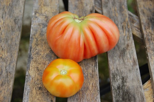 Tomatoes - Beefsteak (HDRA) and Coeur de Boeuf