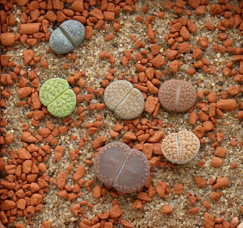 Lithops 1010349 by yellowcloud