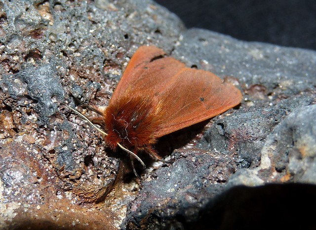 Ruby Tiger Moth (Phragmatobia fuliginosa)