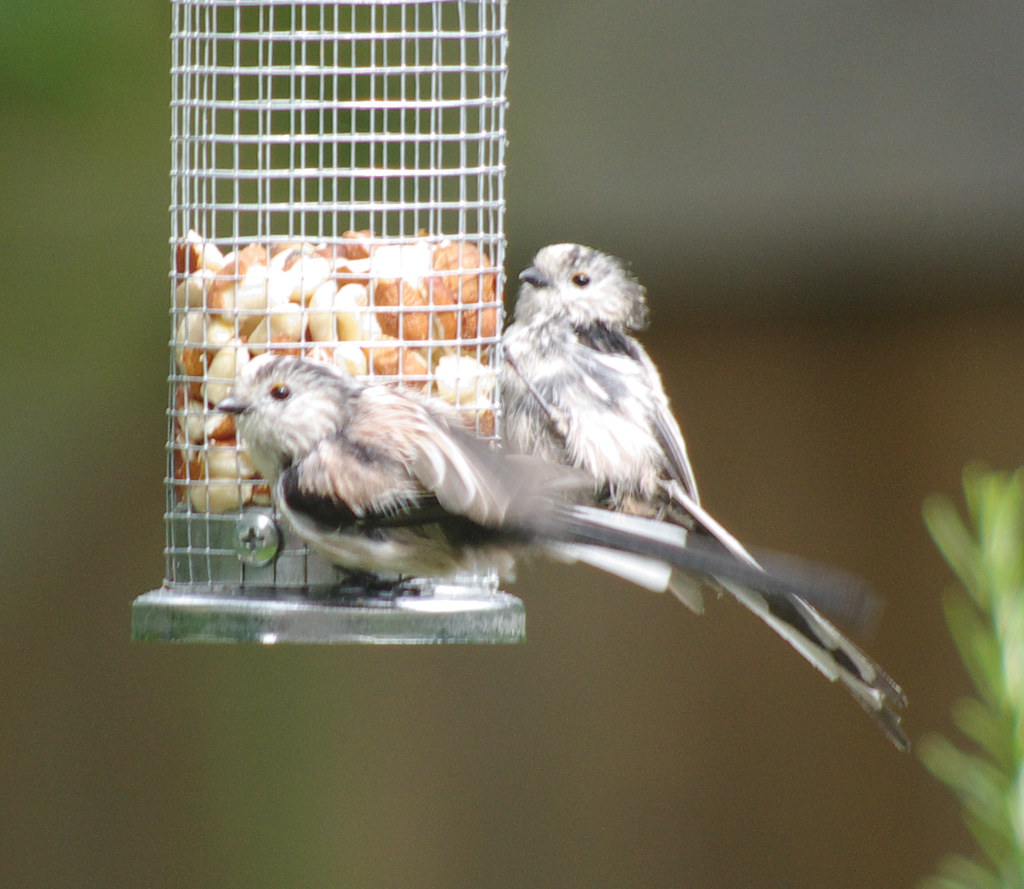 Long Tailed Tits 9