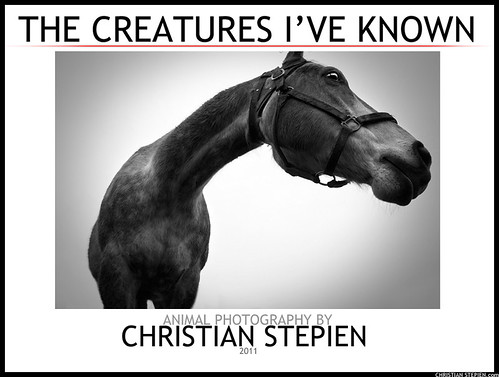 The Creatures I've Known: An eFolio by Christian Stepien.com