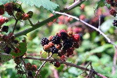 Wild Blackberries at Beauport