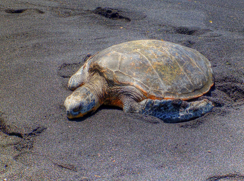 Hawaiian Green Sea Turtle (Honu)