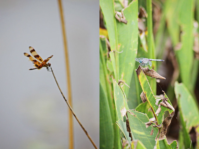dragonfly diptych