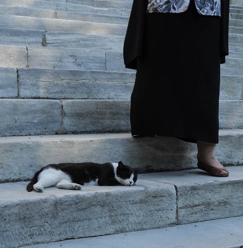 sultanahmet camii merdivenlerinde bir kedi