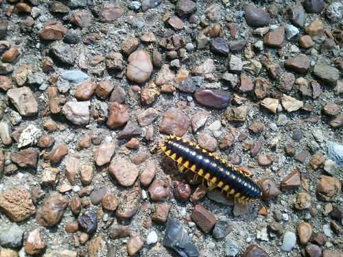 Caterpillar by shoemap