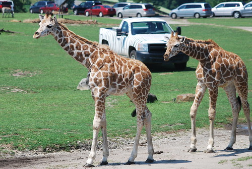 Giraffe Crossing