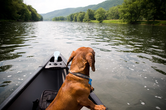 Canoeing Dog