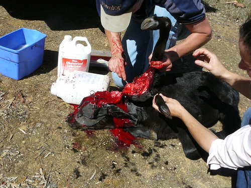 surgical removal of legs from head in calf