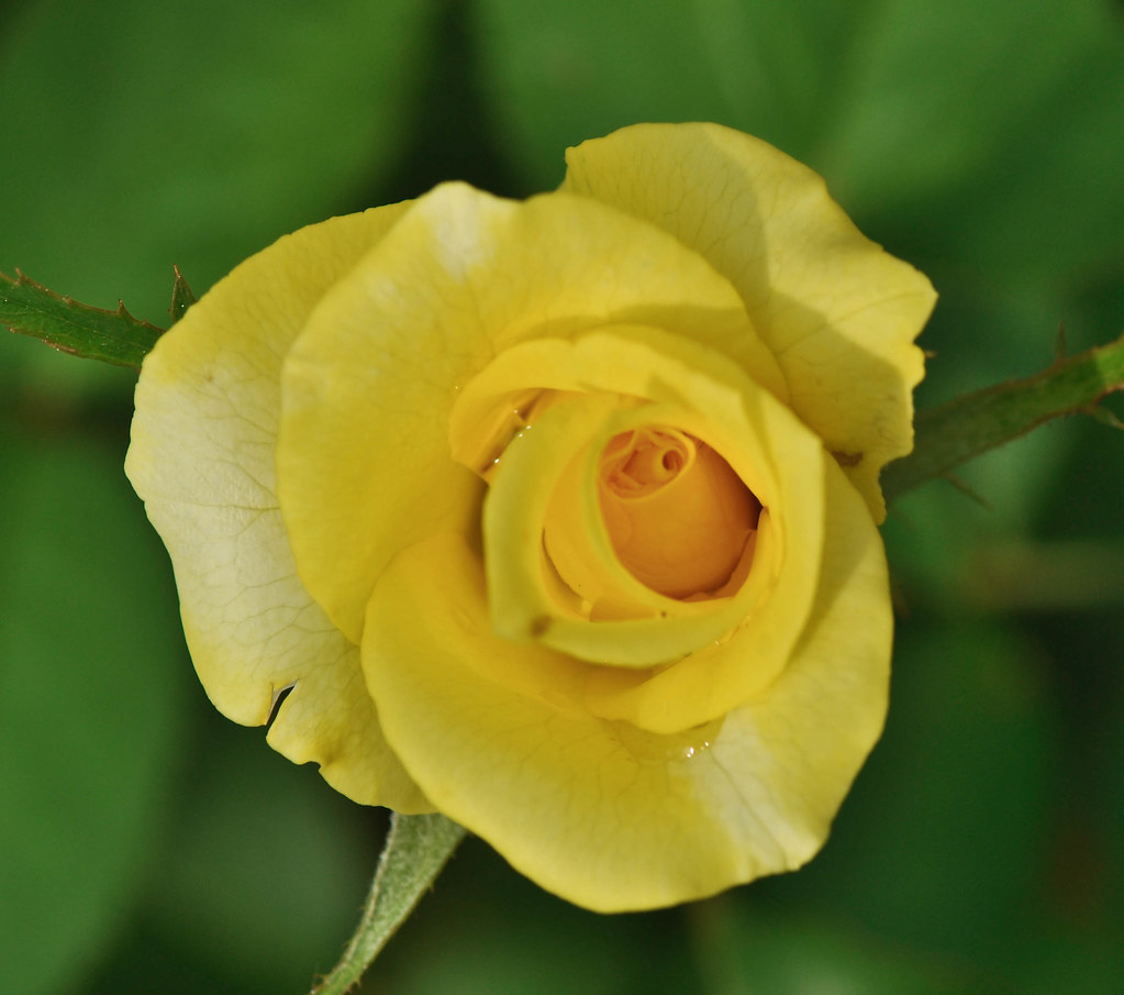 Blooming yellow rose 盛开的黄玫瑰 ...