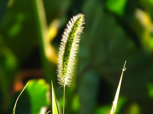 Foxtails in the morning sun