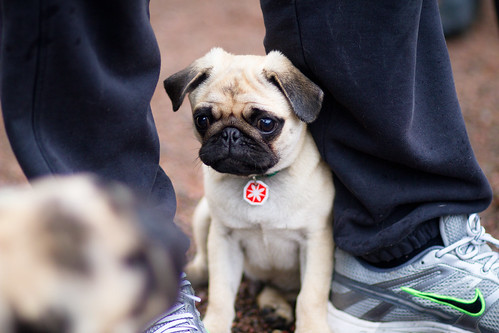 Pugs in the park