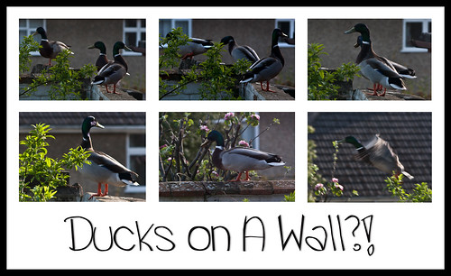 Ducks on a Wall - Copyright R.Weal 2011