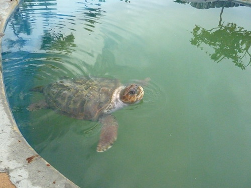 A loggerhead turtle
