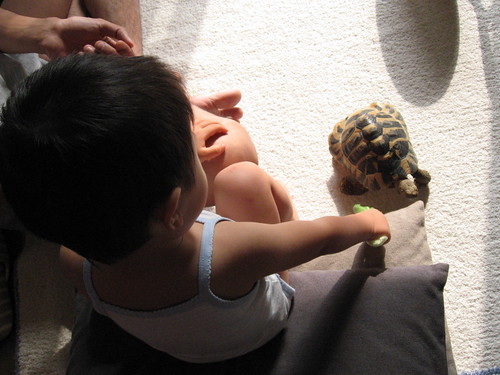 my son and my tortoise