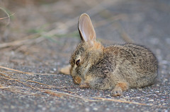 Rabbit DSC_3010 by Mully410 * Images