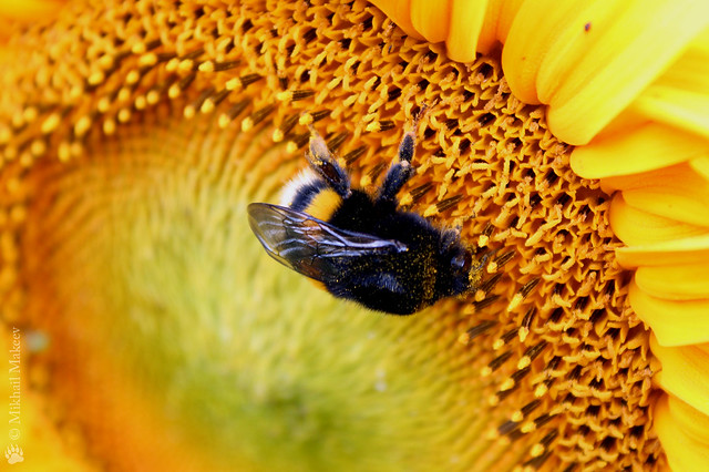 Подсолнух Санспот (Sunspot), Подсолнечник однолетний —  Sunflower 'Sunspot' (dwarf Sunflower), Helianthus annus