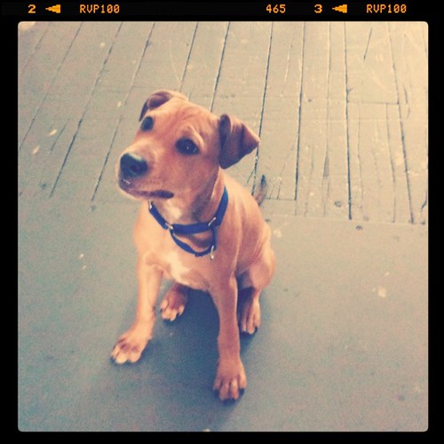 Oops, forgot to introduce you. Everyone, meet Bueller. (Bueller? Bueller?) #puppy #studio #neighbor
