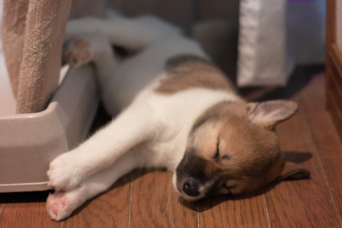 フリー写真素材|動物|哺乳類|犬・イヌ|子犬・小犬|寝顔・寝ている|