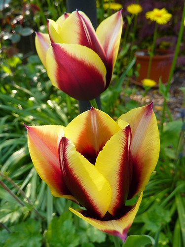 Violent Tulips by EmerGrey