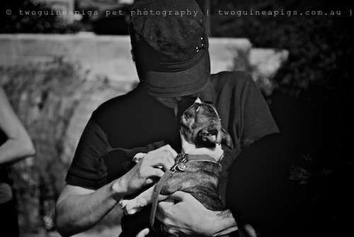 Cuddle by twoguineapigs pet photography