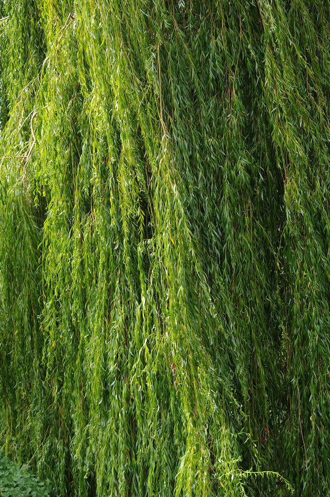 Willow Fronds